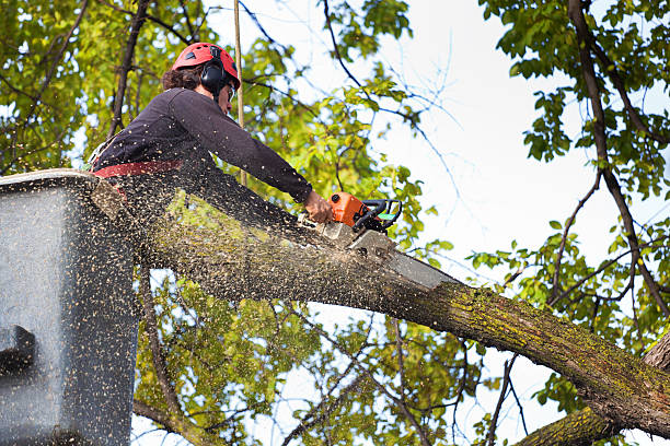 Best Emergency Tree Removal Services  in USA